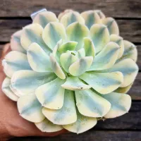 Echeveria runyonii 'Akaihosi' (variegata - vaso11) - Foto 2
