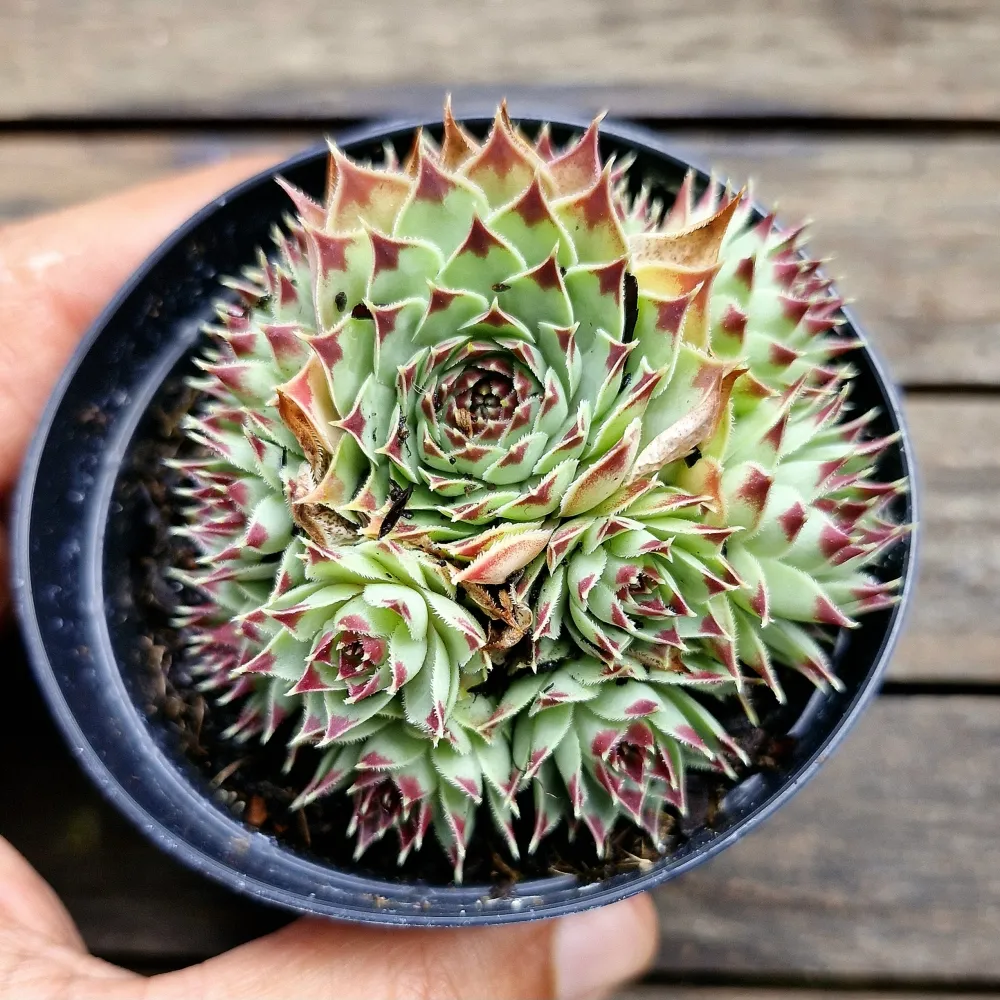 Sempervivum calcareum 