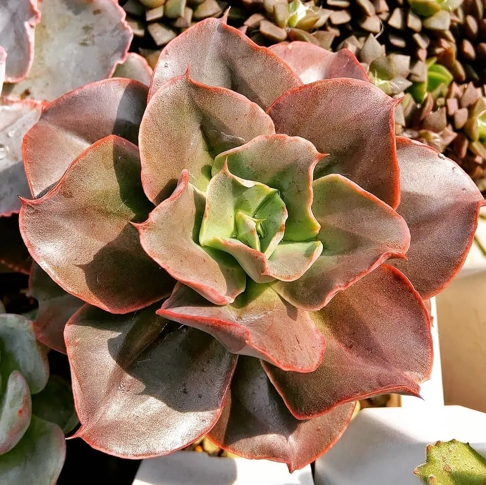 Echeveria 