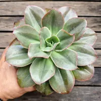 Echeveria 'Fireworks' (fica gigante - vaso11) - Foto 2