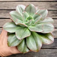 Echeveria 'Fireworks' (fica gigante - vaso11) - Foto 3