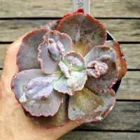Echeveria (vaso11)