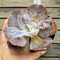 Echeveria (vaso11) - Foto 2