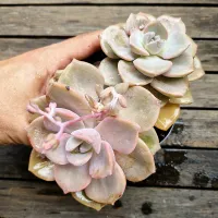 Graptoveria 'Albert Baynes' x 'Douglas Huth' (colônia- vaso11)