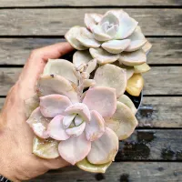 Graptoveria 'Albert Baynes' x 'Douglas Huth' (colônia- vaso11) - Foto 2
