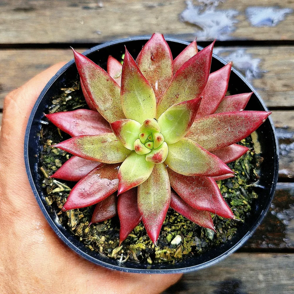 Echeveria agavoides 