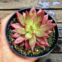 Echeveria agavoides 'Atlas' HB (vaso11)