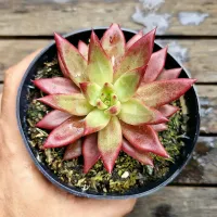 Echeveria agavoides 'Atlas' HB (vaso11) - Foto 2