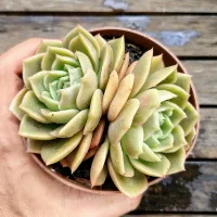 Echeveria agavoides 'Gilva Red' (roseta dupla - vaso11)