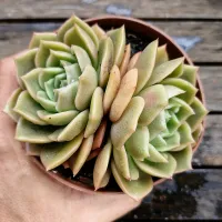 Echeveria agavoides 'Gilva Red' (roseta dupla - vaso11) - Foto 2