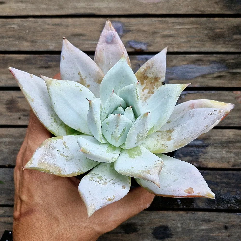 Echeveria 