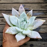 Echeveria 'Mexican Giant' (vaso11)