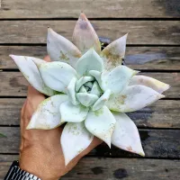 Echeveria 'Mexican Giant' (vaso11) - Foto 2