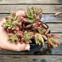 Sedum 'Orange Dreams' (vaso11)