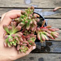 Sedum 'Orange Dreams' (vaso11) - Foto 2