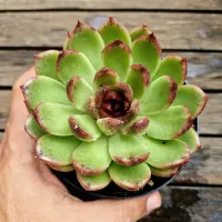 Echeveria agavoides 'Black Rose' (roseta dupla - vaso11) - Foto 2
