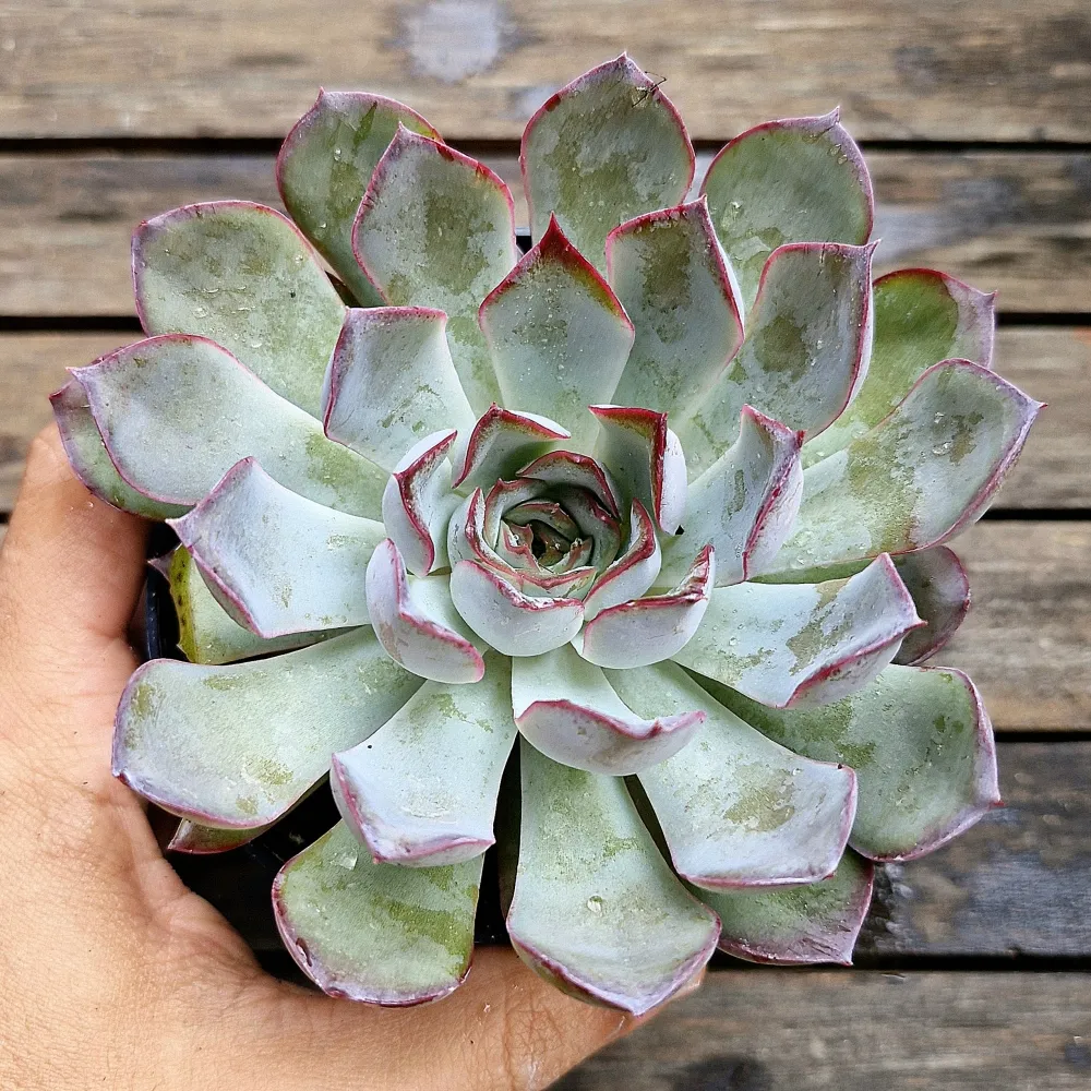 Echeveria 