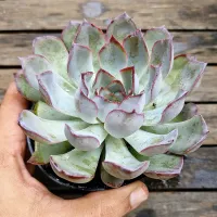 Echeveria 'Dark Ice' (vaso11) - Foto 2