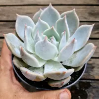 Echeveria híbrida da cante (única - vaso11)