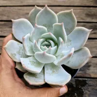 Echeveria híbrida da cante (única - vaso11) - Foto 2