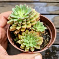 Sedeveria 'Darley Dale' (vaso9)