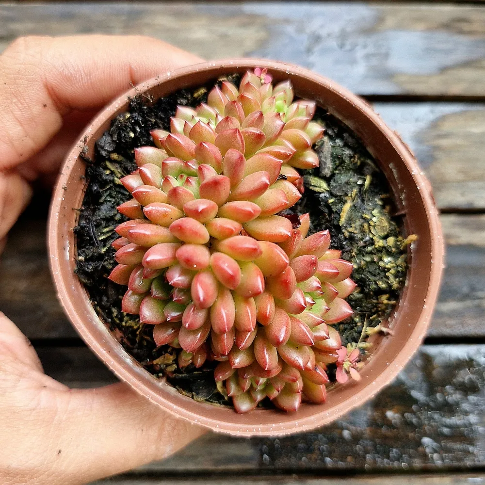 Graptoveria 