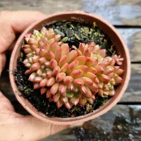 Graptoveria 'Pink Ruby' ('Bashful' colônia - vaso9) - Foto 2
