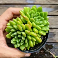 Echeveria 'Ron Evans' (vaso9)