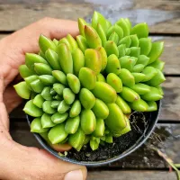 Echeveria 'Ron Evans' (vaso9) - Foto 2
