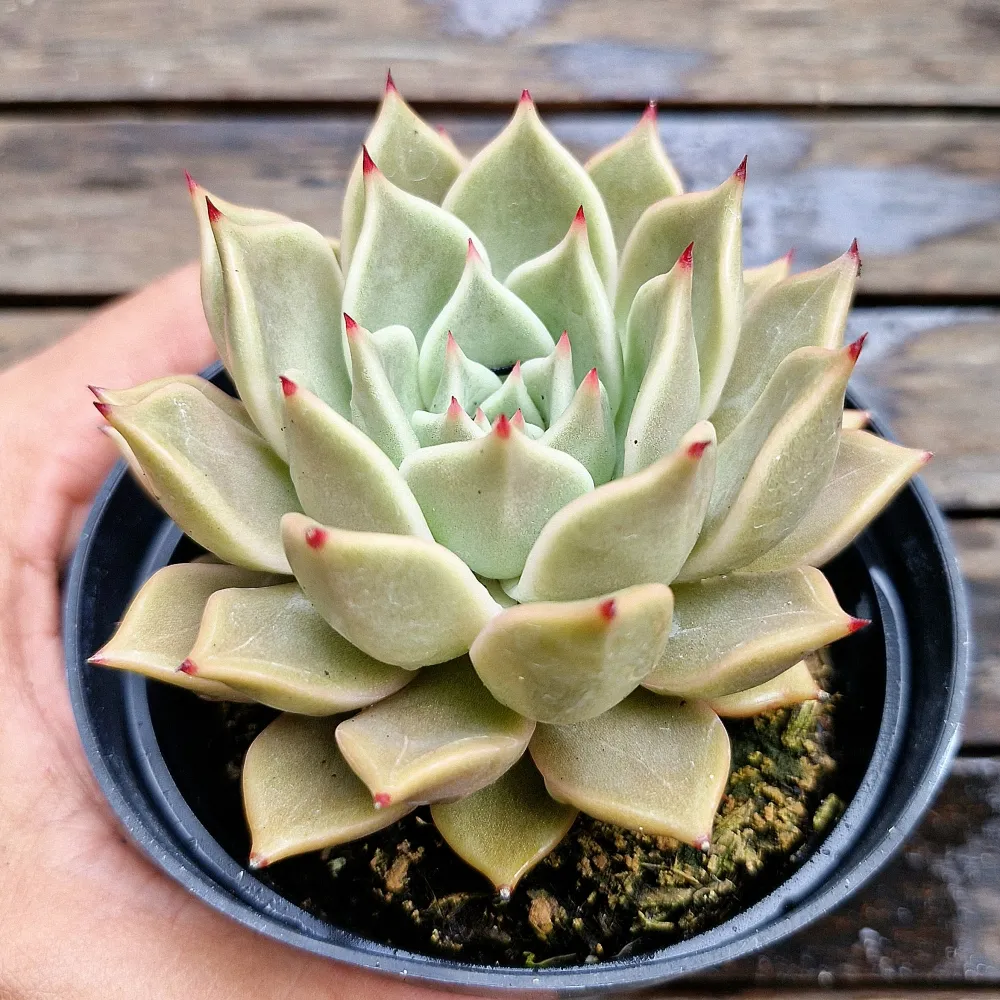 Echeveria agavoides 