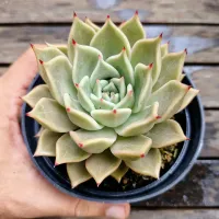 Echeveria agavoides 'Serengeti' (vaso11) - Foto 2