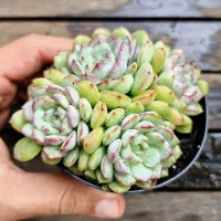 Echeveria 'Accolade' (colônia - vaso9)