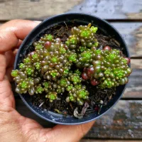 Sedum 'Redberry' (vaso9) - Foto 2