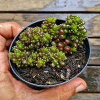 Sedum 'Redberry' (vaso9) - Foto 3