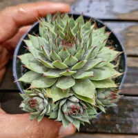 Sempervivum tectorum (vaso9)