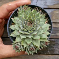 Sempervivum tectorum (vaso9) - Foto 2