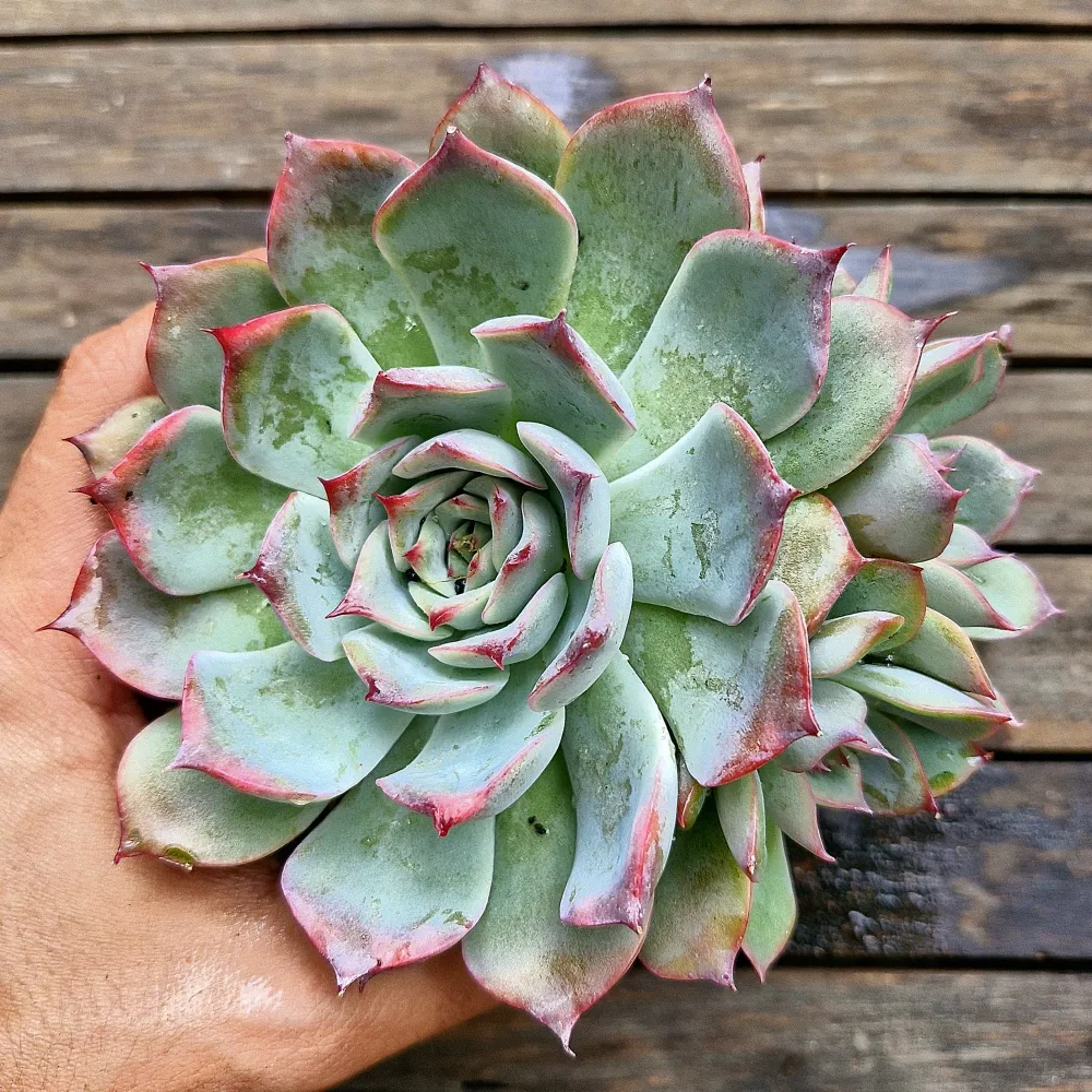 Echeveria parva x lindsayana (única- vaso11)