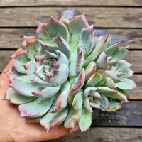 Echeveria parva x lindsayana (única- vaso11) - Foto 2