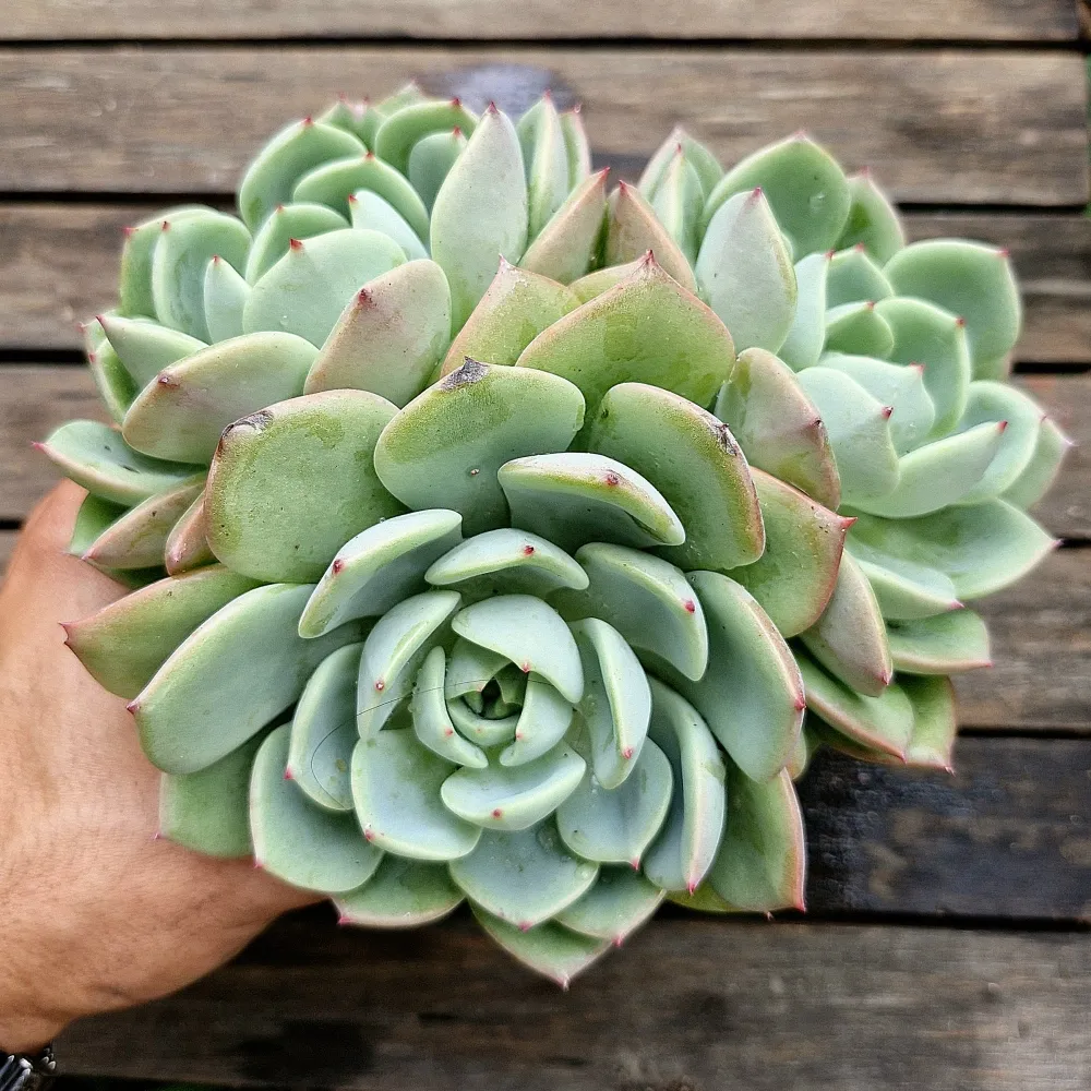 Echeveria 