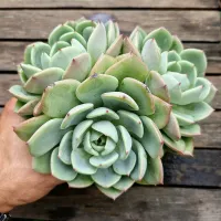 Echeveria 'Salmon' (dupla - vaso11)