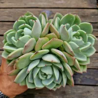 Echeveria 'Salmon' (dupla - vaso11) - Foto 2