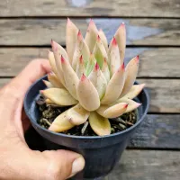 Echeveria agavoides híbrida rosa pontas vermelhas (única- vaso11) - Foto 2