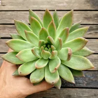 Echeveria agavoides híbrida pontas alaranjadas (única- vaso11)