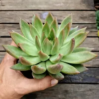 Echeveria agavoides híbrida pontas alaranjadas (única- vaso11) - Foto 2