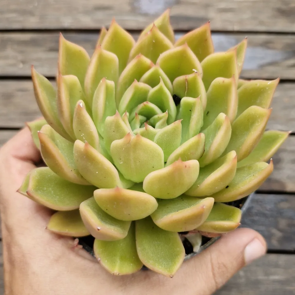 Echeveria agavoides hibrida amarela (única- vaso11)