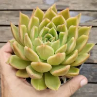 Echeveria agavoides hibrida amarela (única- vaso11)