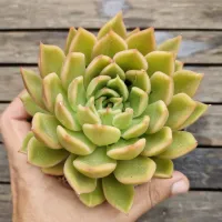 Echeveria agavoides hibrida amarela (única- vaso11) - Foto 2