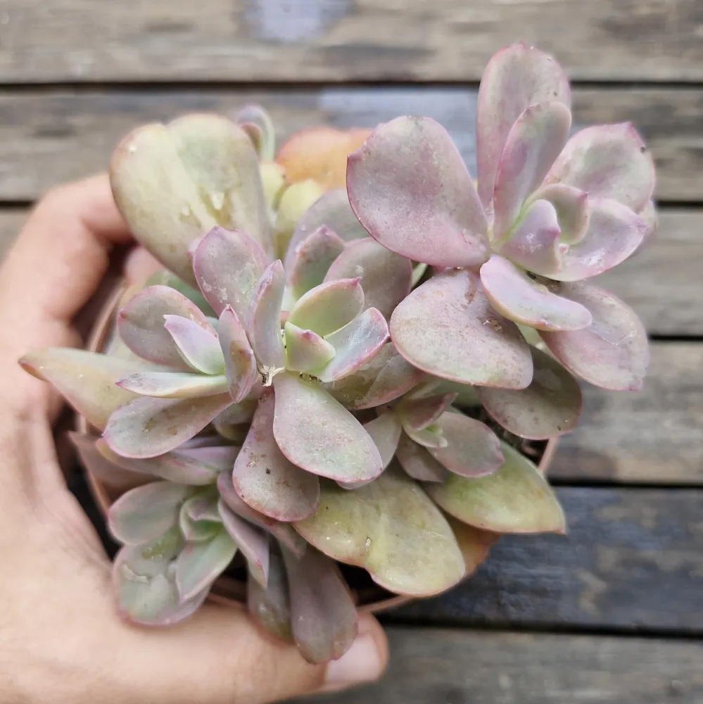 Echeveria 
