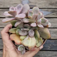 Echeveria 'Goiabinha' monstruosa (vaso11) - Foto 2