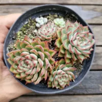 Echeveria agavoides hibrida bordas vermelhas (colônia única - vaso11)